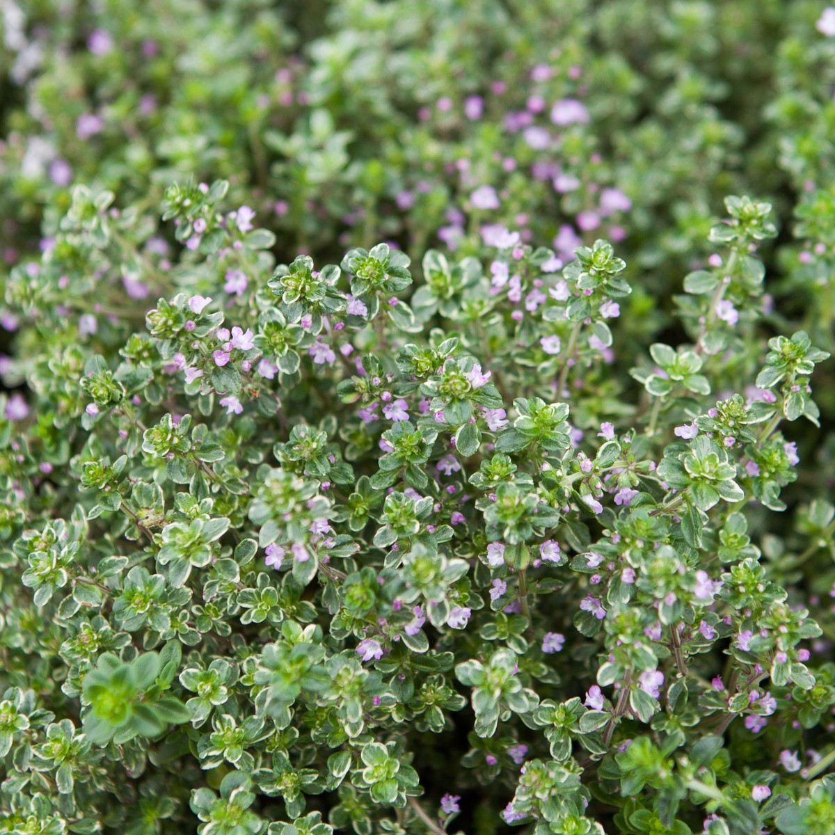 Schilliger Production  Thymus citriodorus 'Silver Queen'  Pot de 13 cm