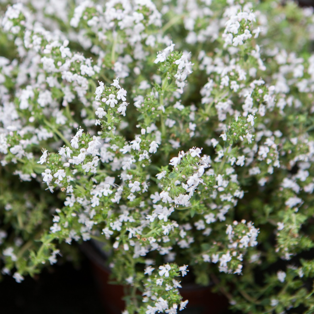 Schilliger Production  Thymus citriodorus fragrans 'Orange'  Pot de 13 cm