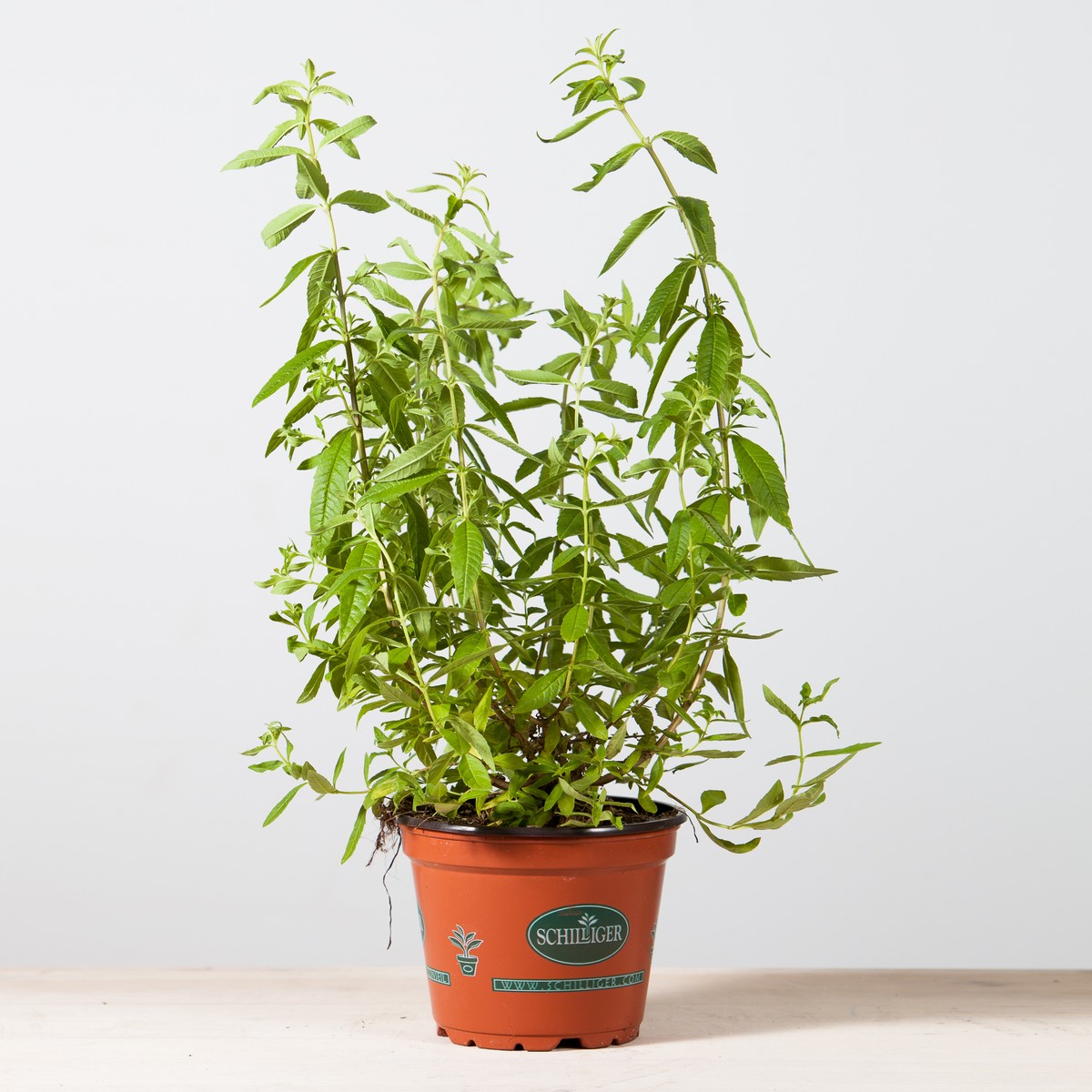 Schilliger Production  Verveine citronnelle  Pot de 13 cm