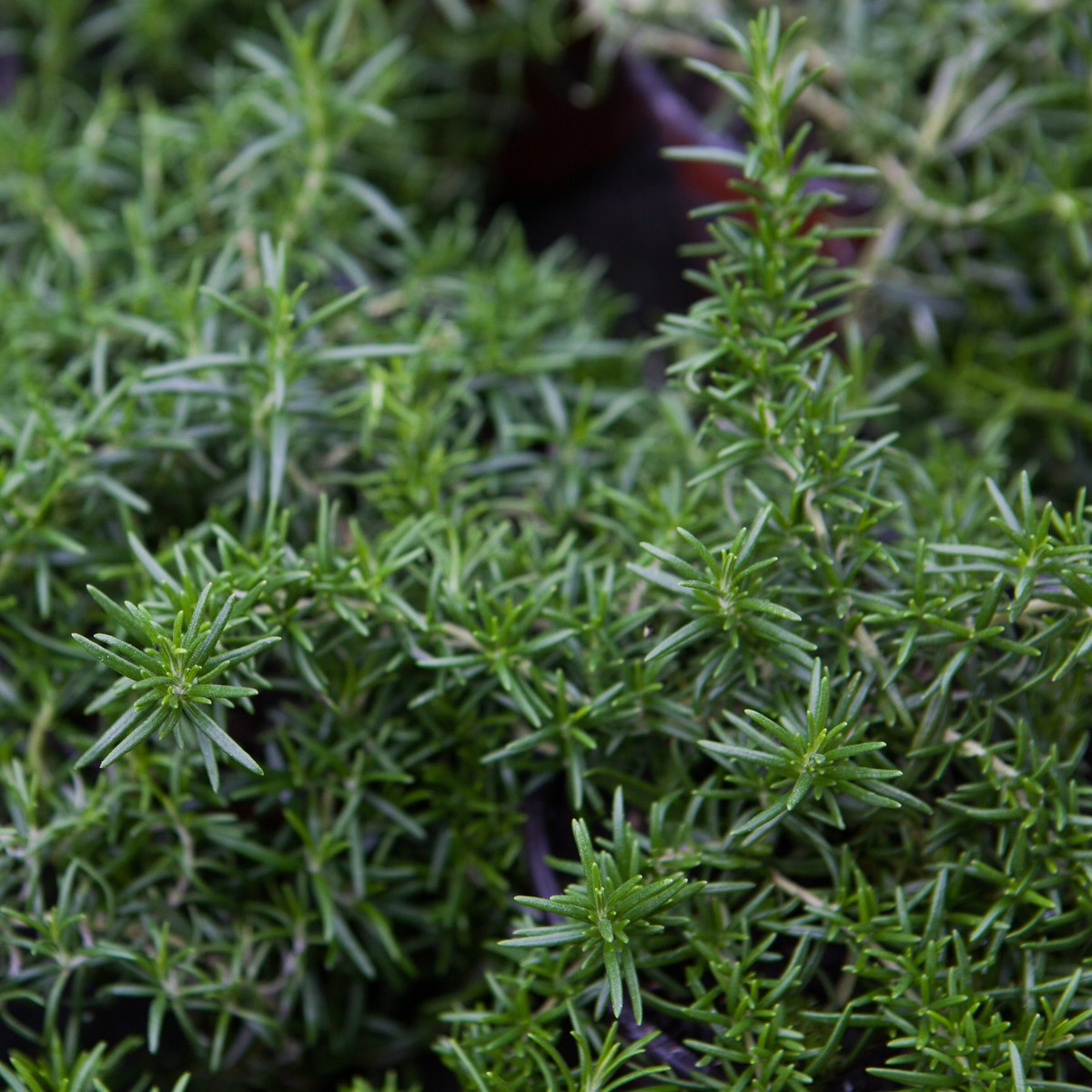 Schilliger Production  Rosmarinus officinalis 'Haifa'  Pot de 13 cm