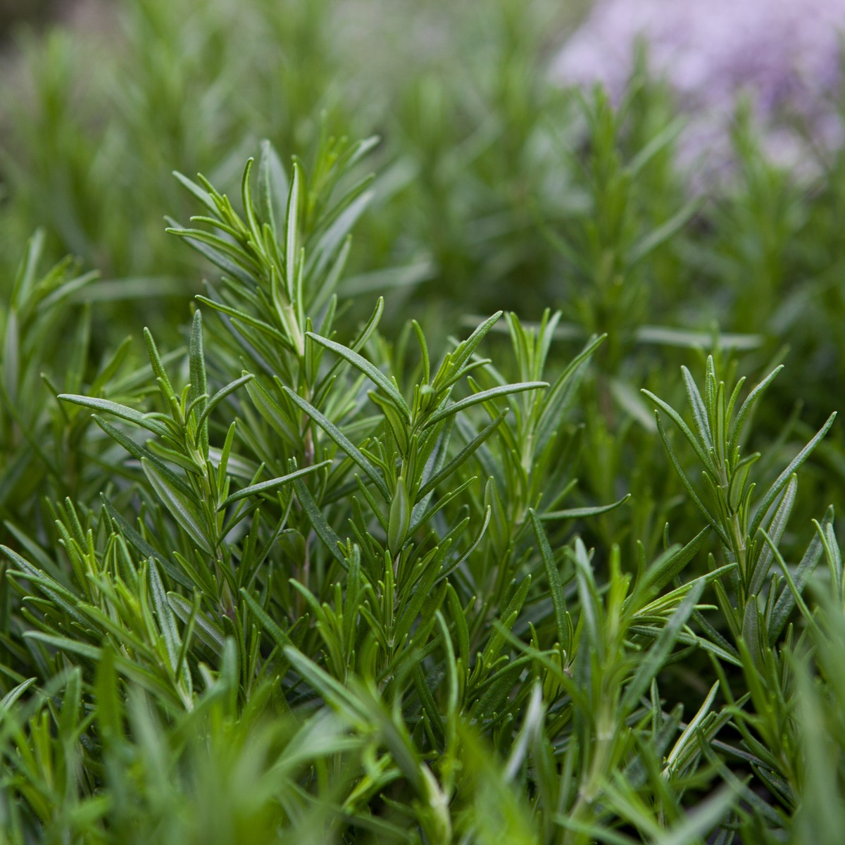 Schilliger Production  Rosmarinus officinalis  Pot de 13 cm