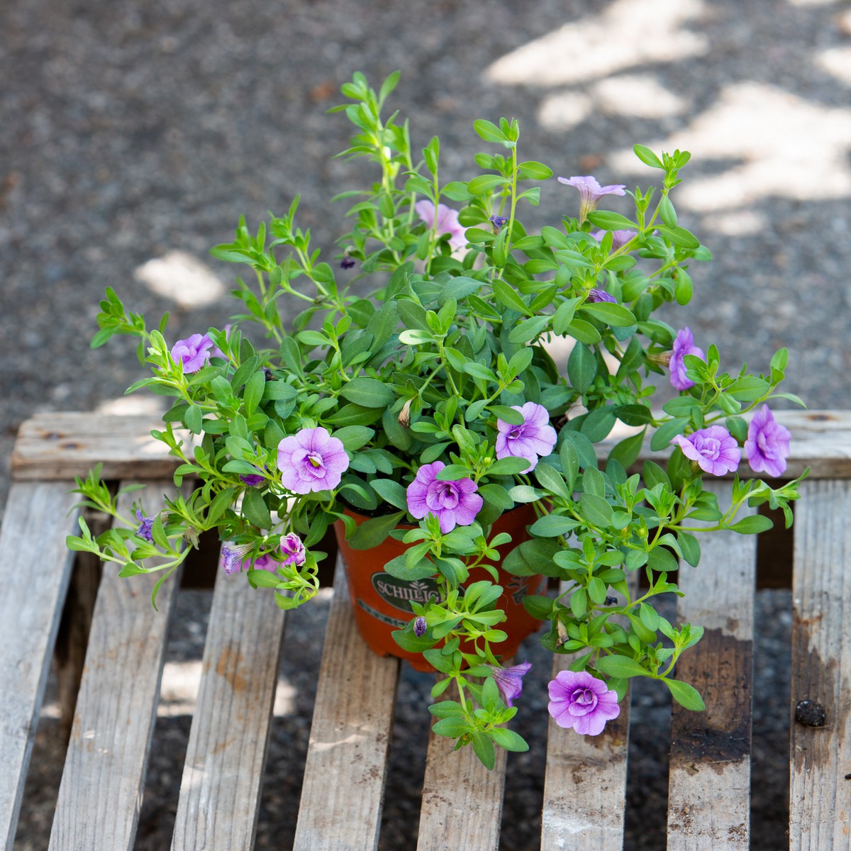 Schilliger Production  Calibrachoa  Pot de 12 cm