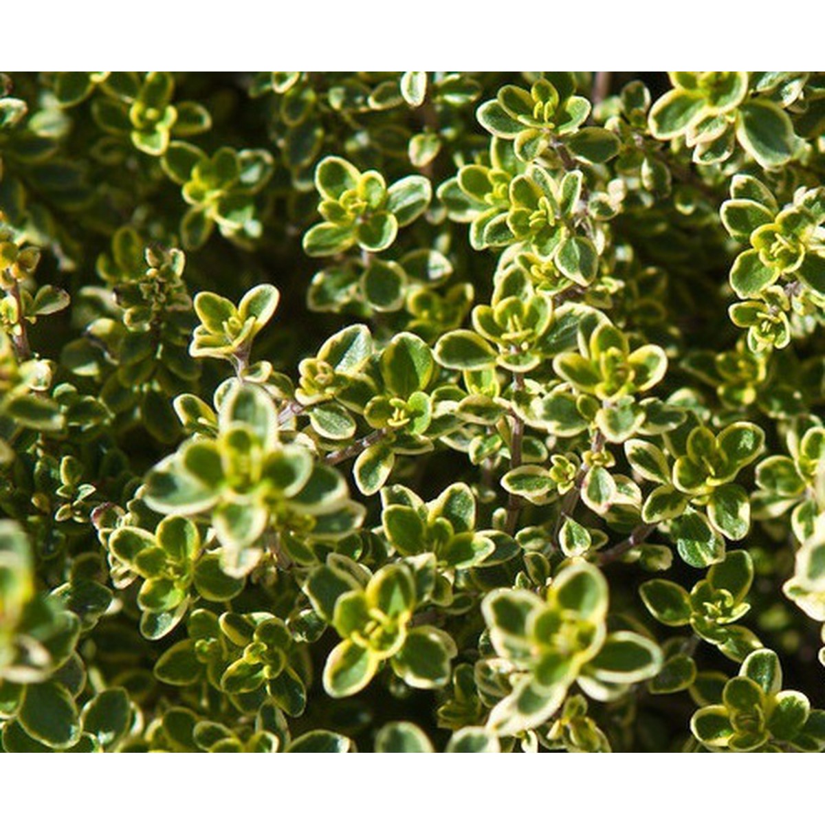 Schilliger Production  Thymus citriodorus 'Mystic Lemon'  Pot de 13 cm