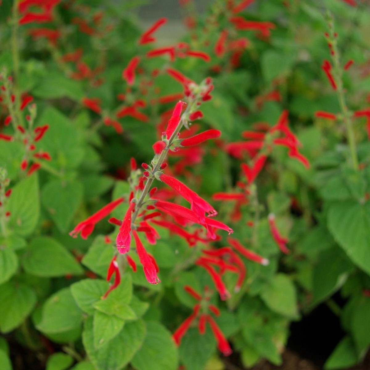   Salvia elegans 'Scarlet Tangerine'  Pot 1.5 litres