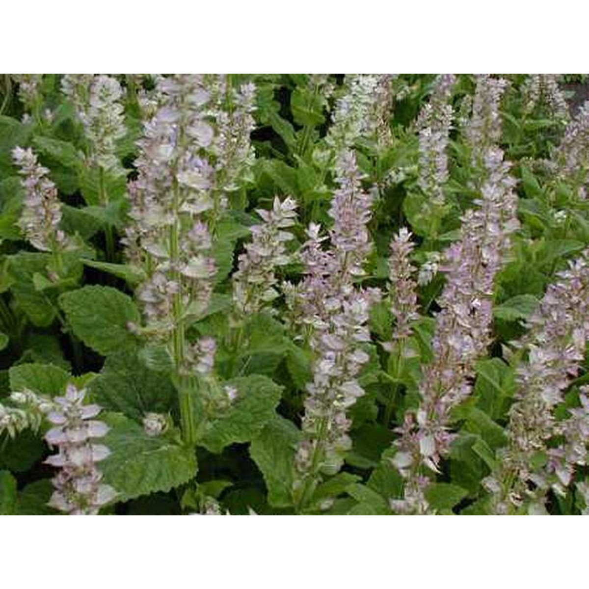   Salvia sclarea  Pot 1.5 litres