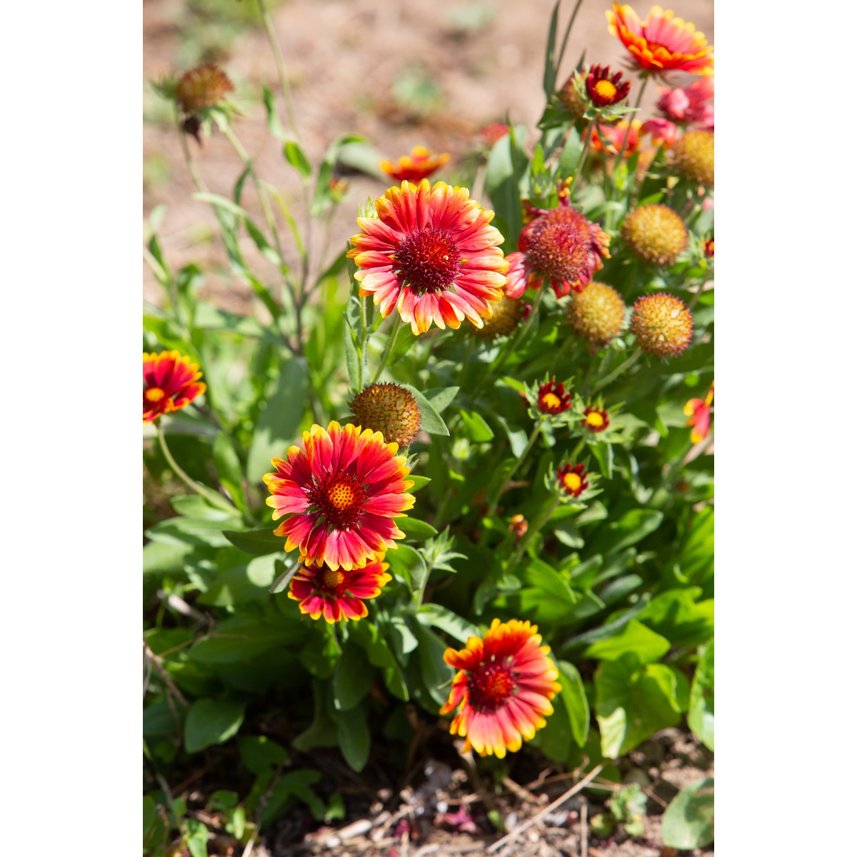 Schilliger Production  Gaillardia 'Kobold'  15 cm