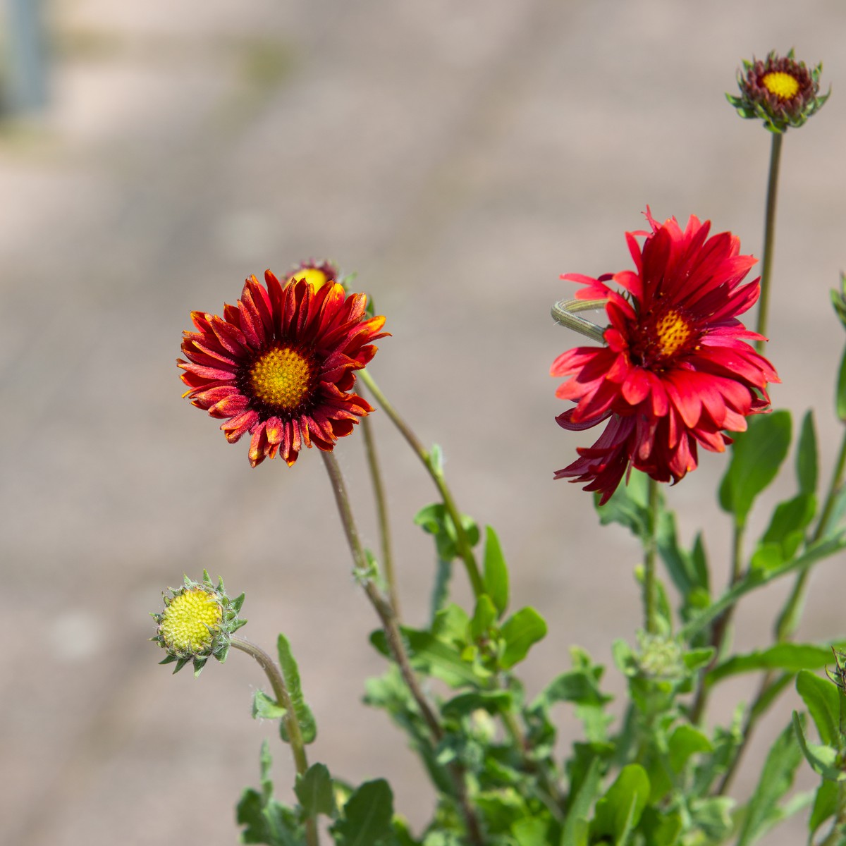 Schilliger Production  Gaillardia 'Burgunder'  15 cm