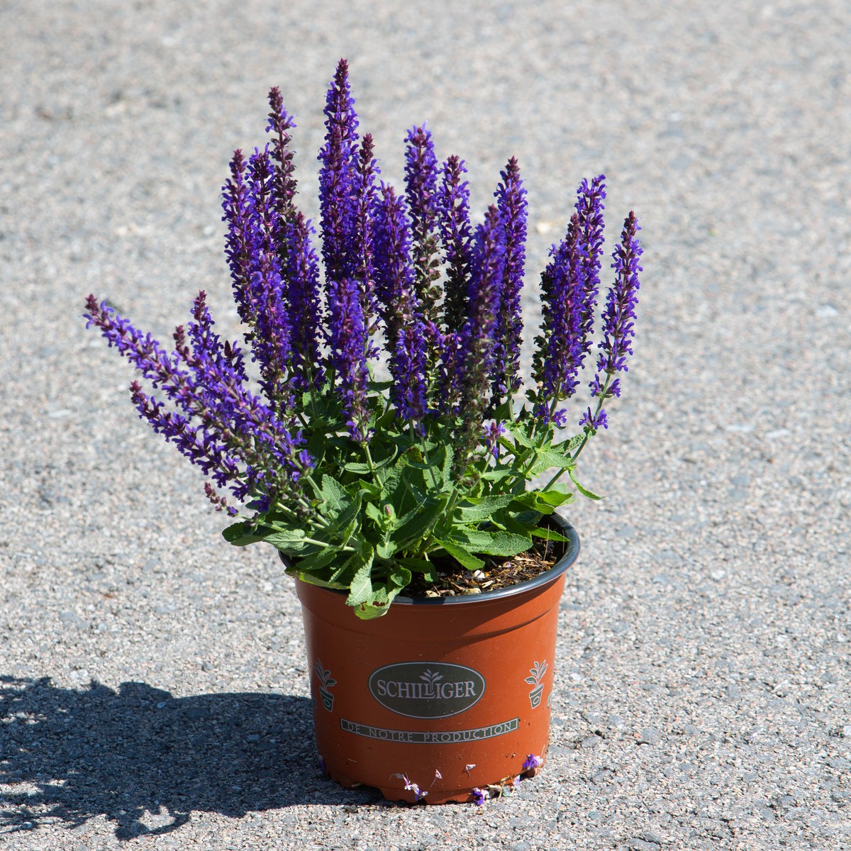 Schilliger Production  Salvia nemorosa 'Sensation Blue'  15cm