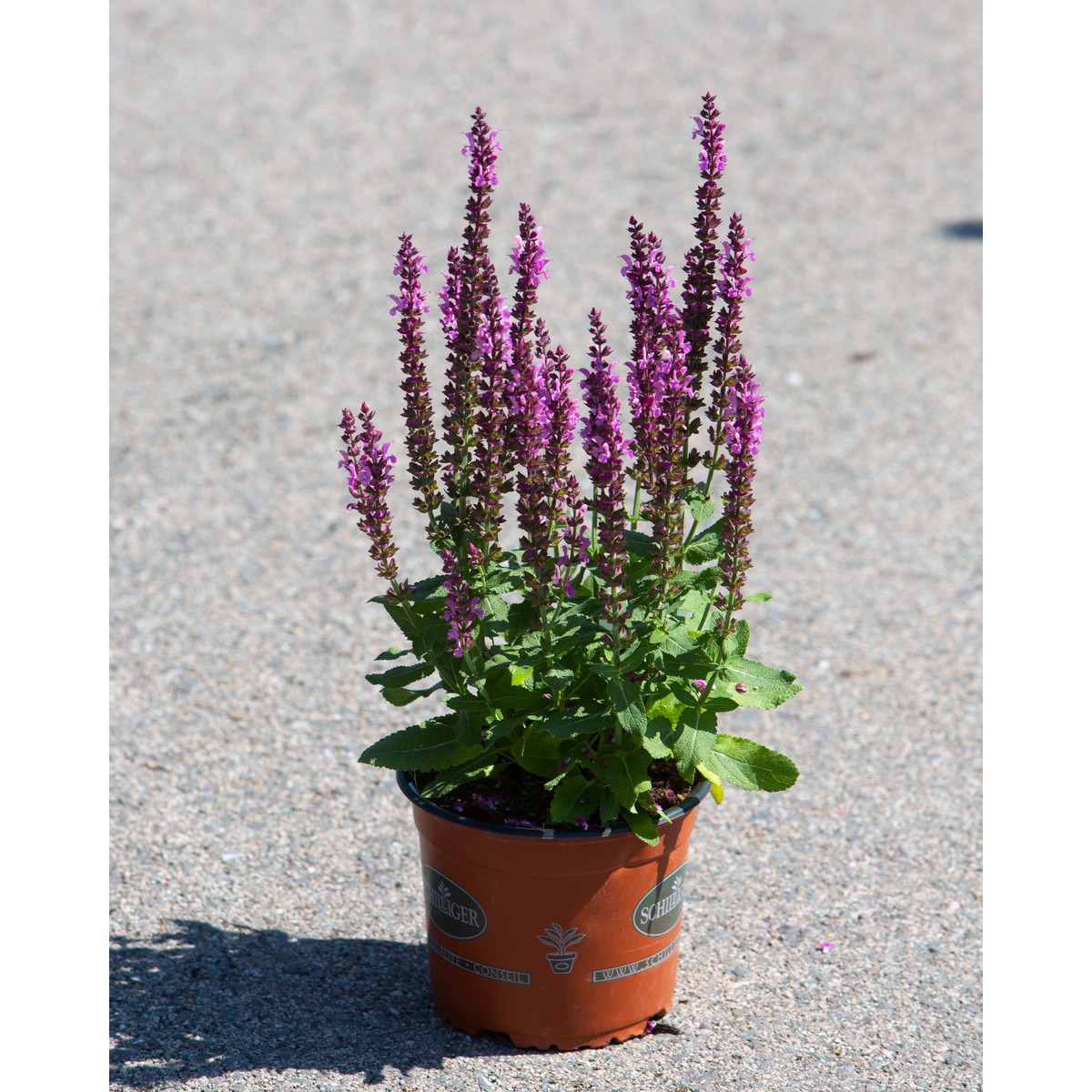 Schilliger Production  Salvia nemorosa 'Sensation Rose'  15cm