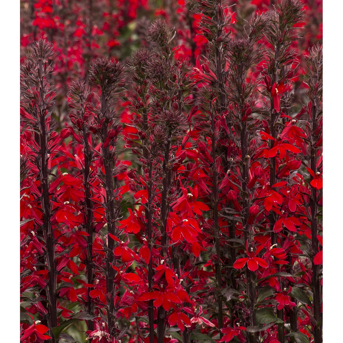 Schilliger Production  Lobelia x speciosa 'Fan Scarlet'  15 cm