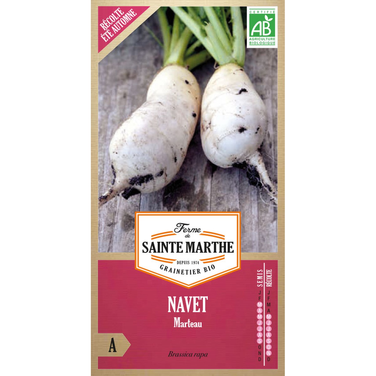 Ferme de Sainte Marthe  Navet Marteau  Environ 300 Graines