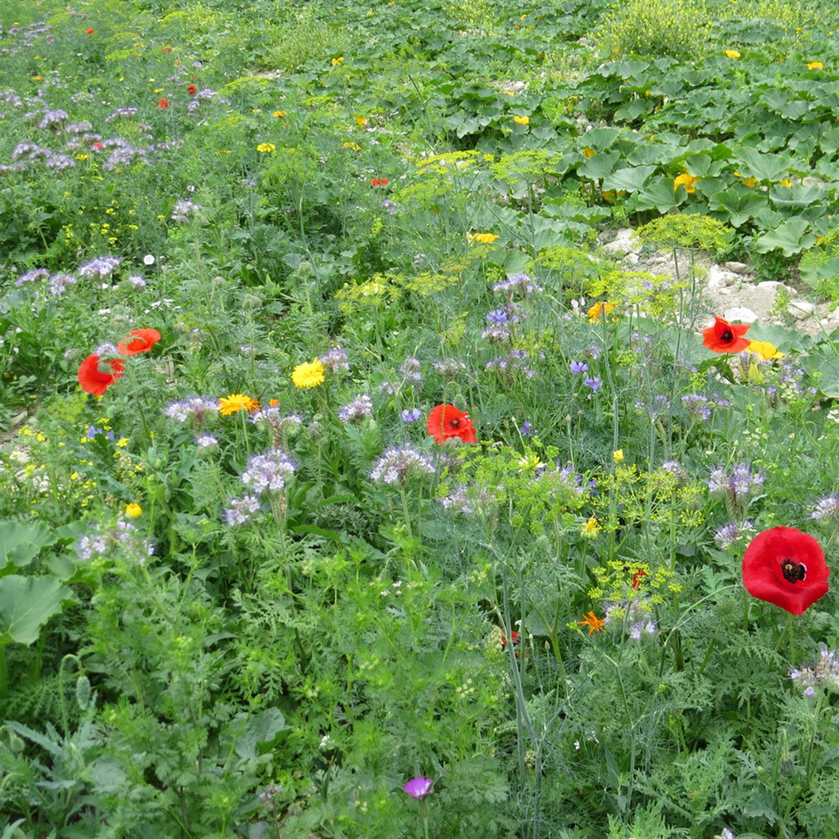 Ferme de Sainte Marthe  Mélange Fleuri - Auxiliaires Et Pollinisateurs AB Annuelles - Pour 10 M  